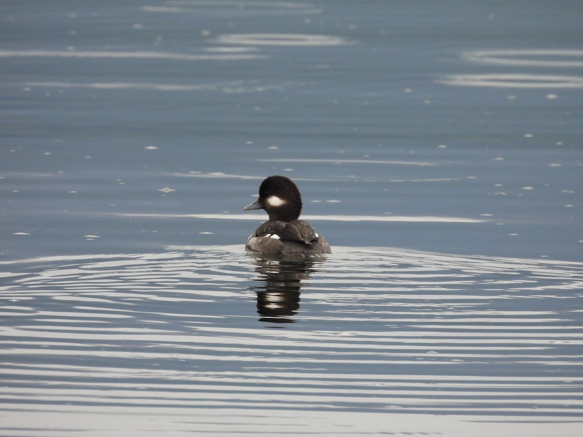 Гоголь малий - ML646793604