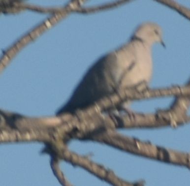 Буулгат хүүрзгэнэ - ML646793606