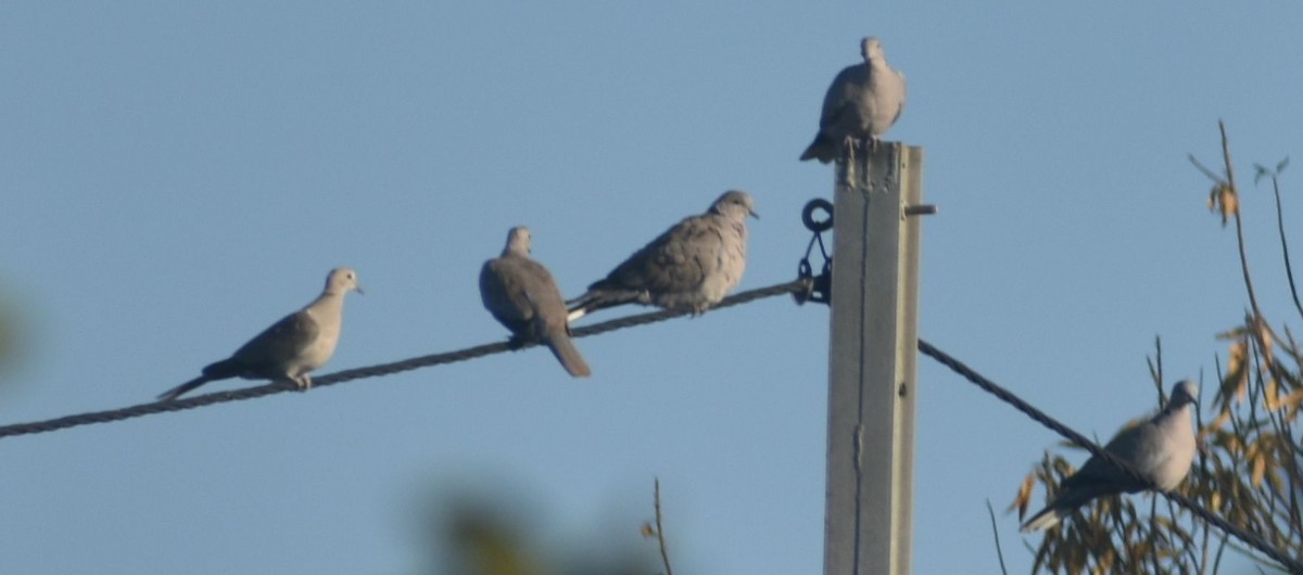 Буулгат хүүрзгэнэ - ML646793607