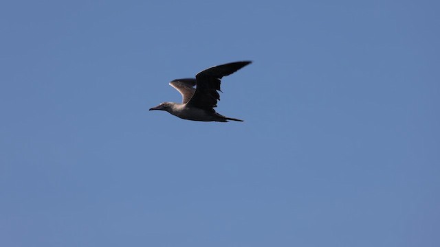 Red-footed Booby (Eastern Pacific) - ML646793608