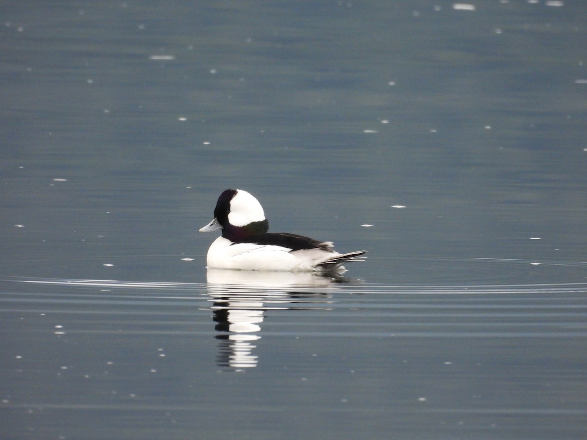 Гоголь малий - ML646793609