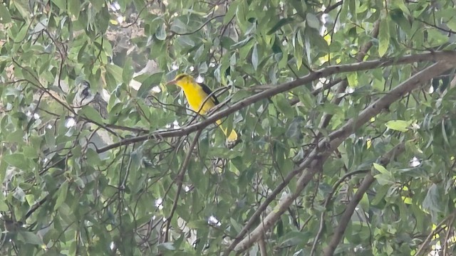 Hint Sarıasması - ML646793613