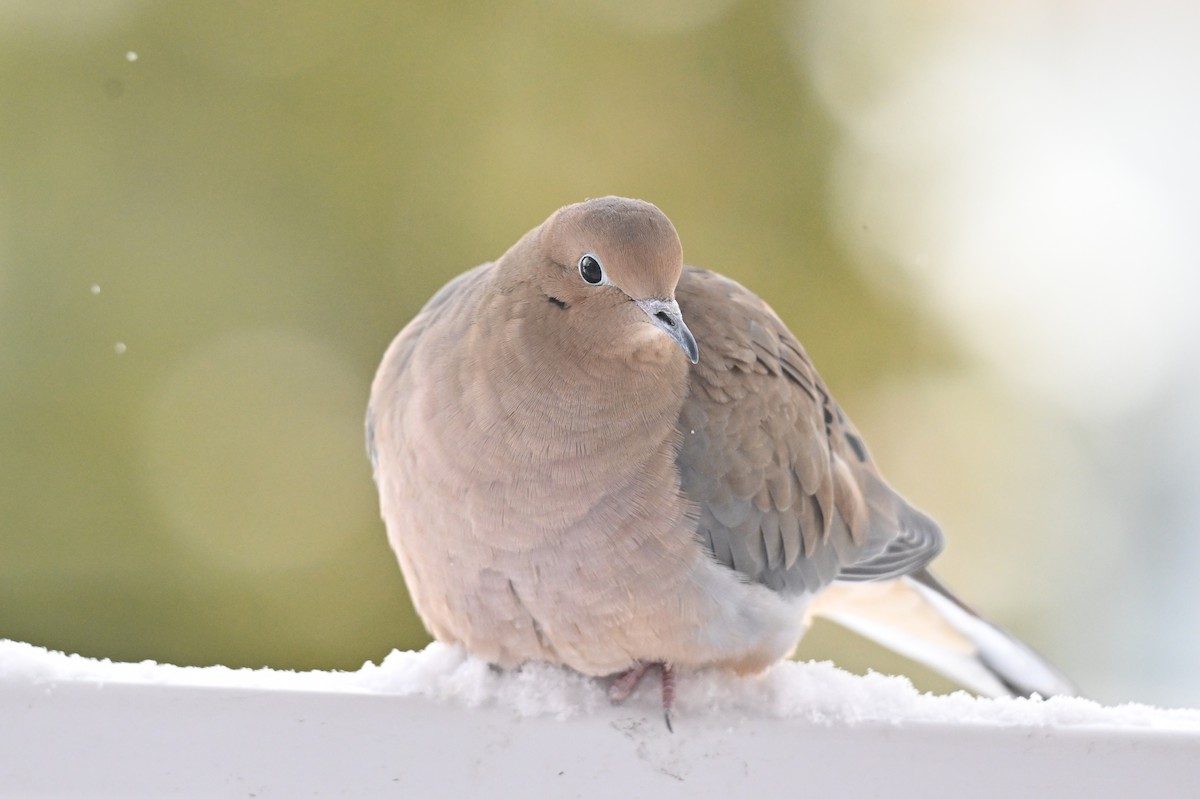 Mourning Dove - ML646793619