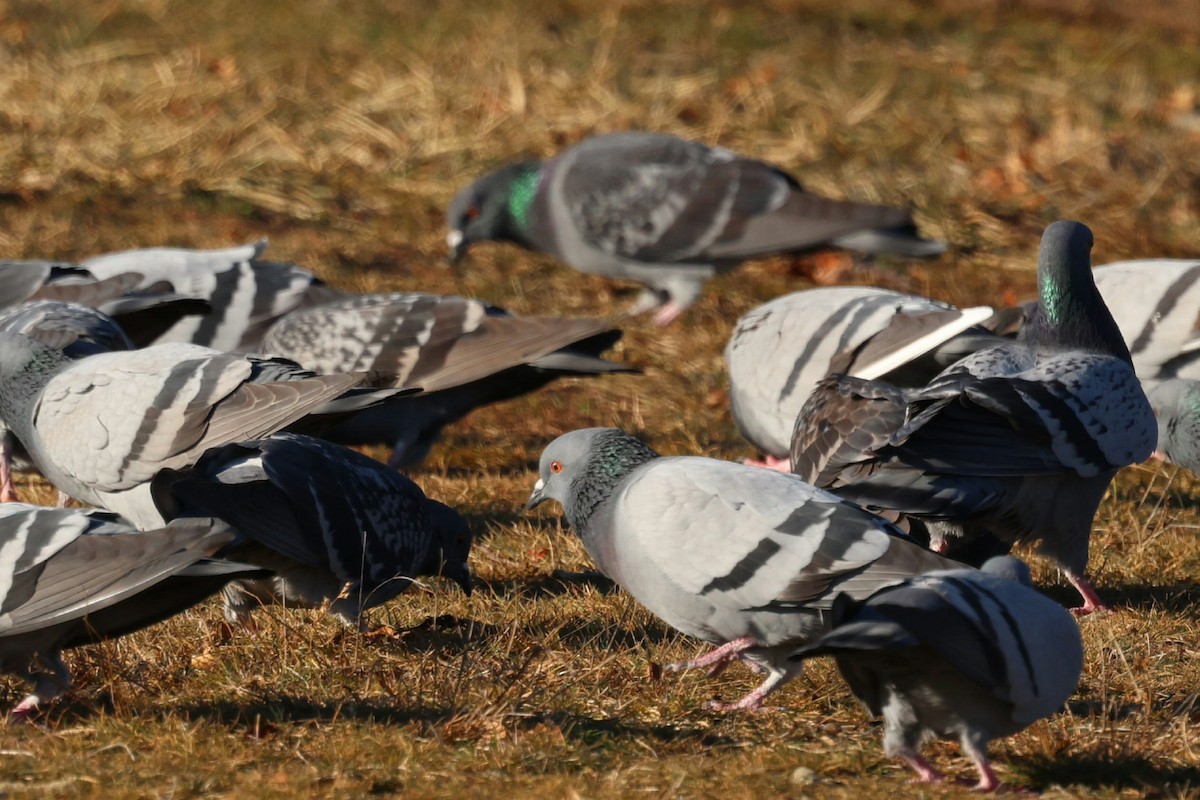 野鴿(野化) - ML646793621