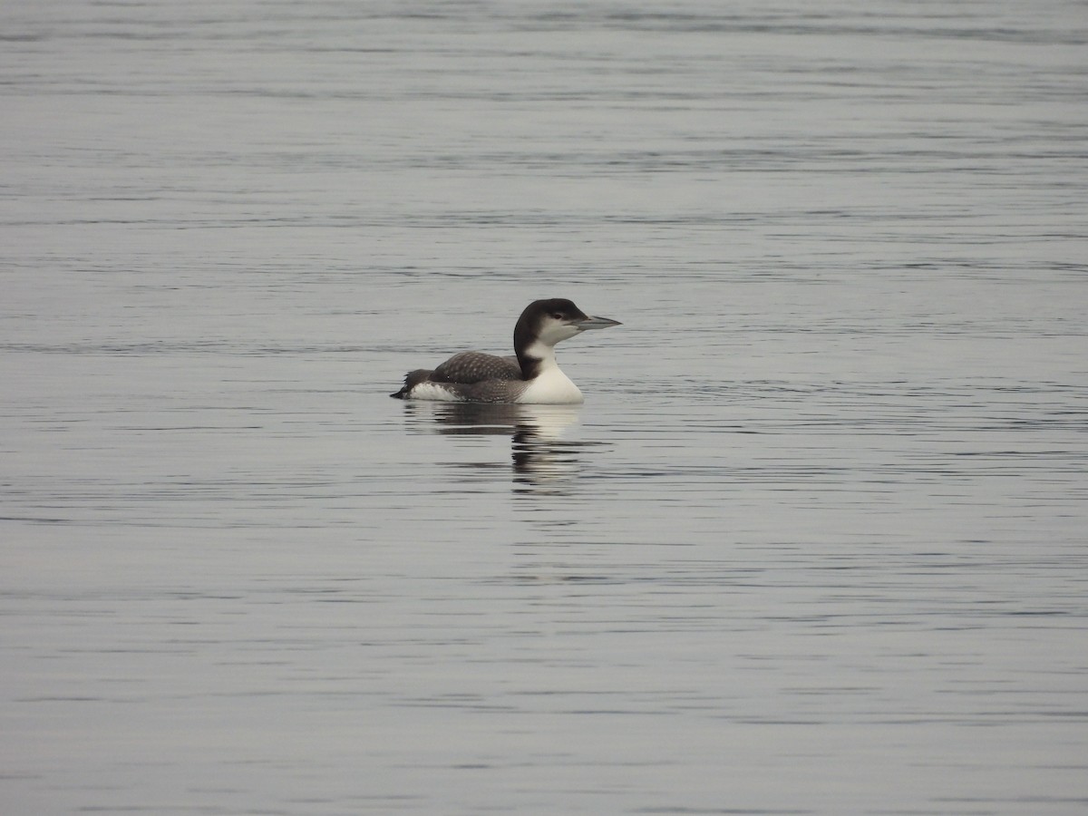 Гагара полярна - ML646793623