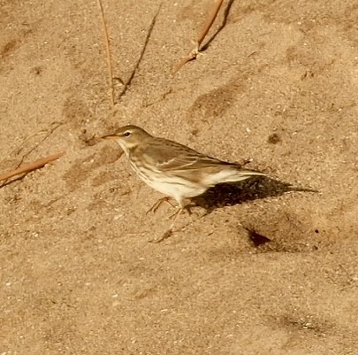 Щеврик гірський - ML646793624