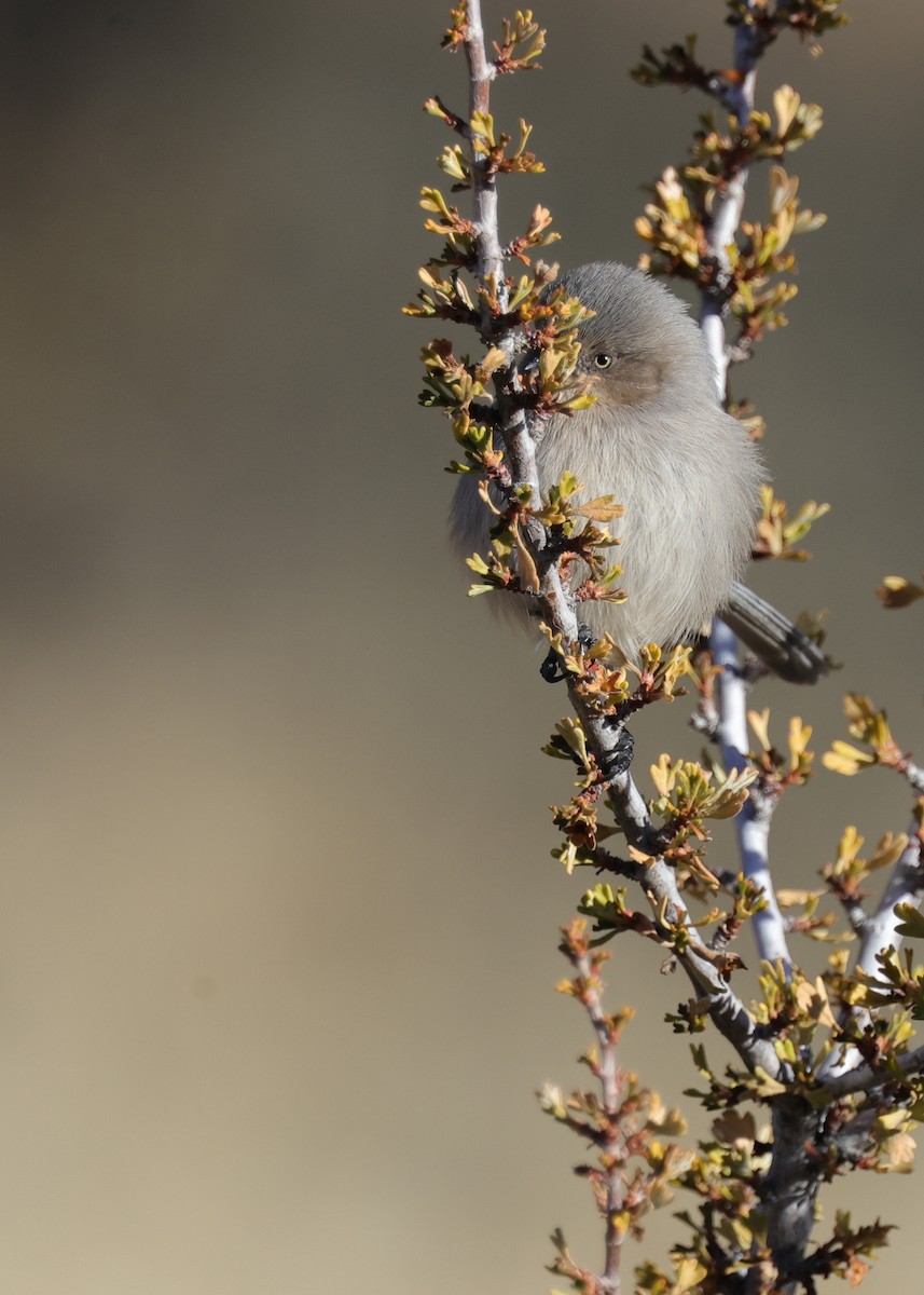 Mito Sastrecillo - ML646793625