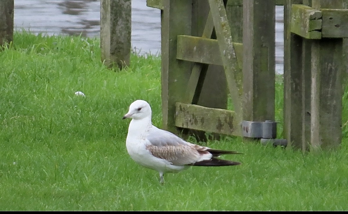 Common Gull (European) - ML646793626