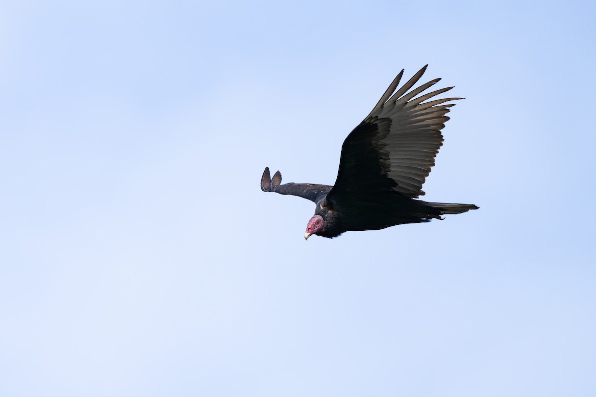 Turkey Vulture - ML646793627