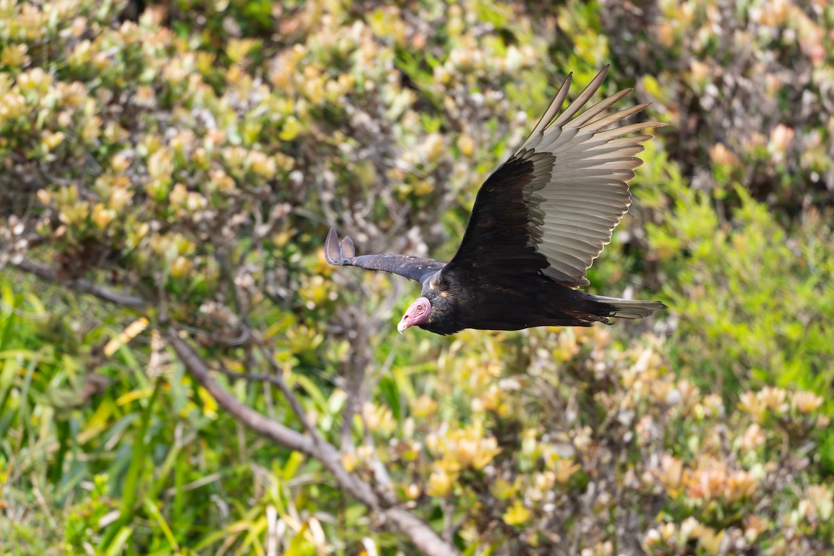 Turkey Vulture - ML646793628