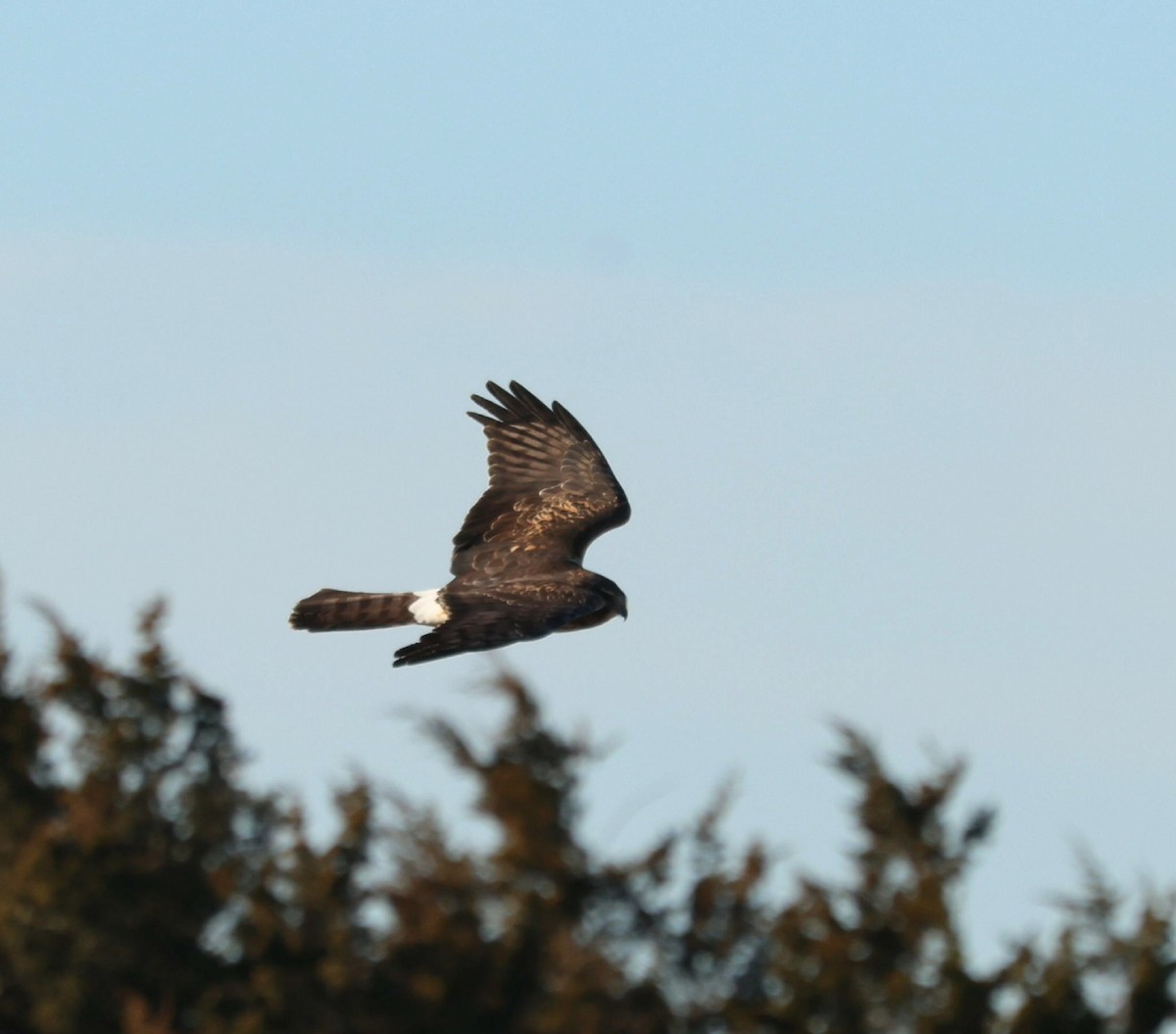 Northern Harrier - ML646793630