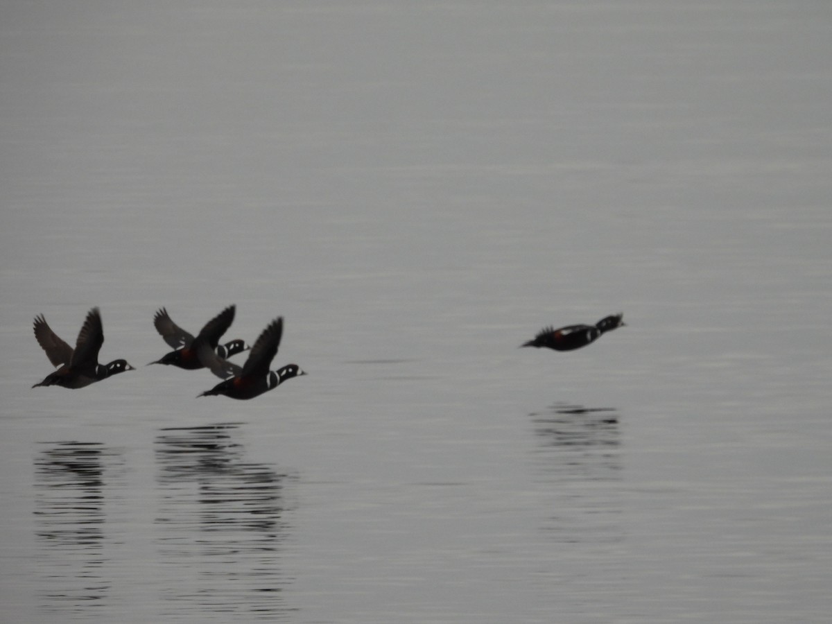 Ahate arlekina - ML646793638