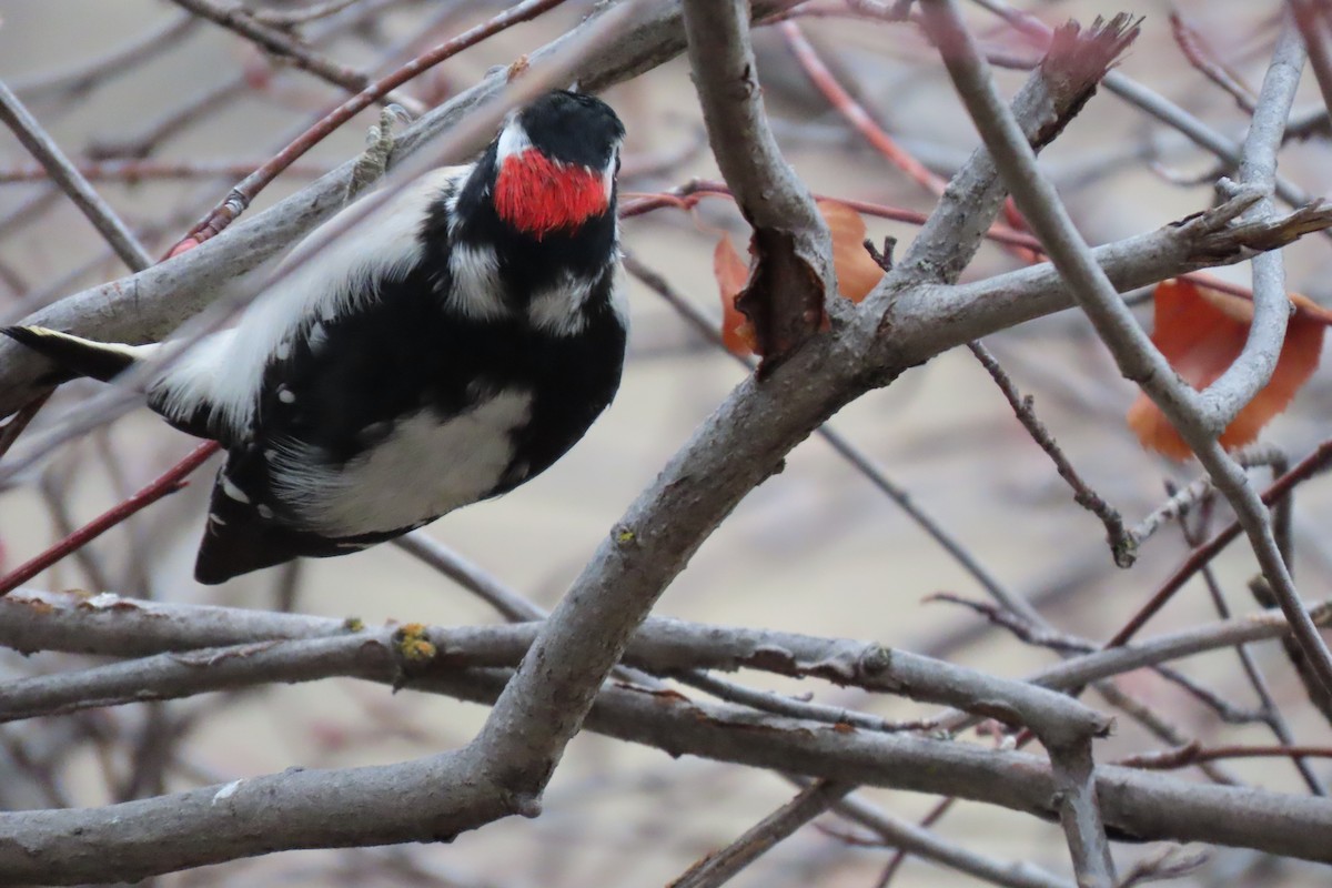 Downy Woodpecker - ML646793639