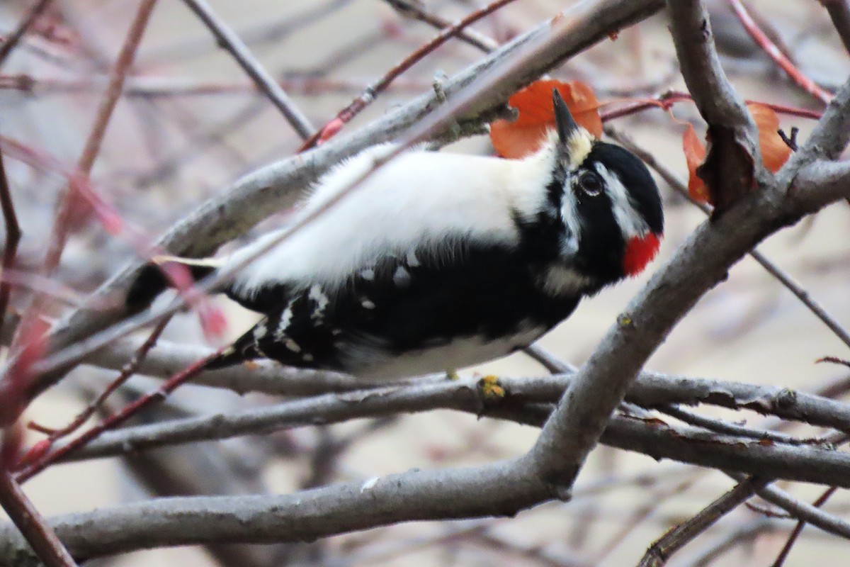 Downy Woodpecker - ML646793640