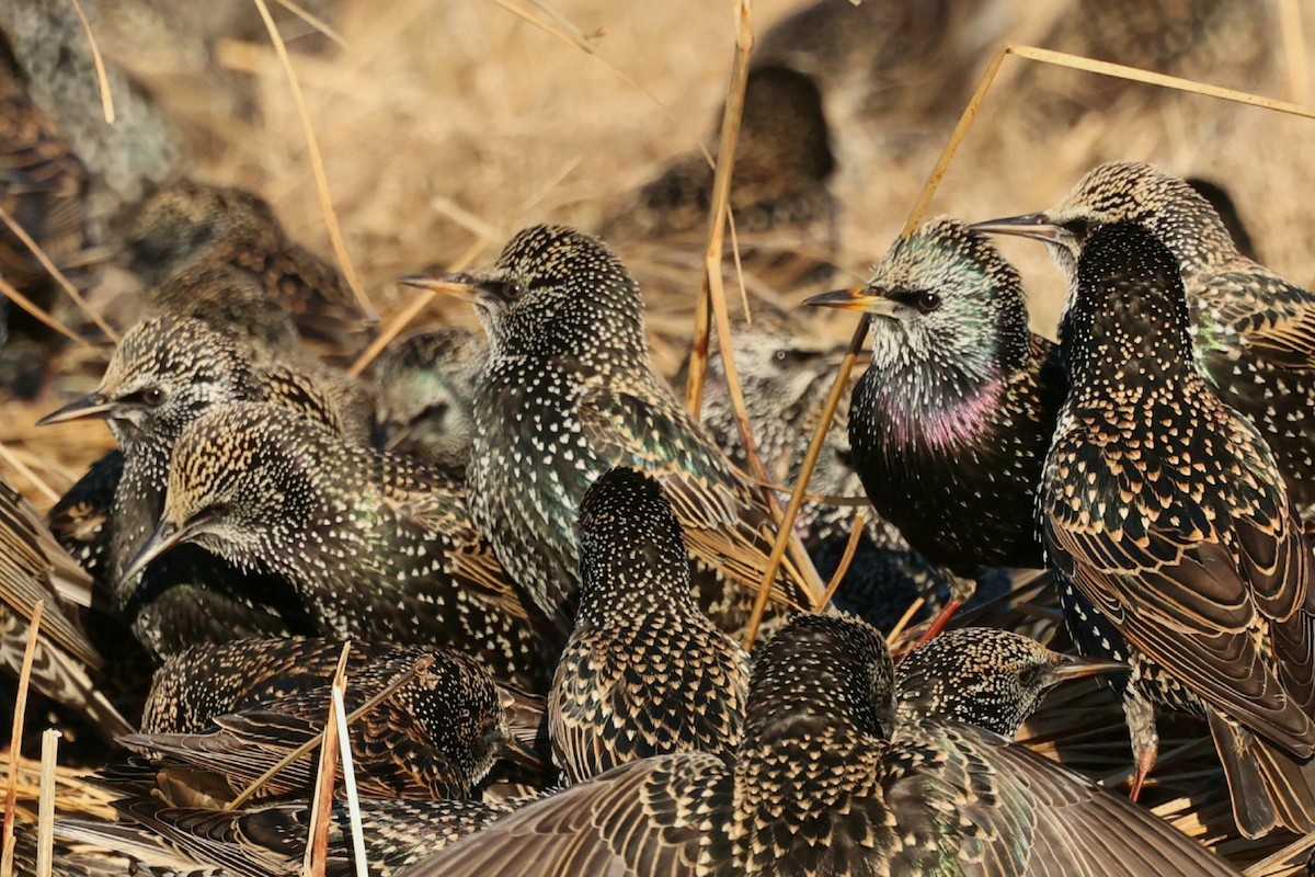 歐洲椋鳥 - ML646793641