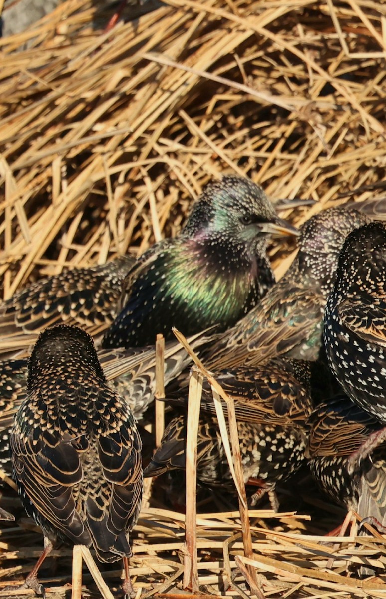 歐洲椋鳥 - ML646793642