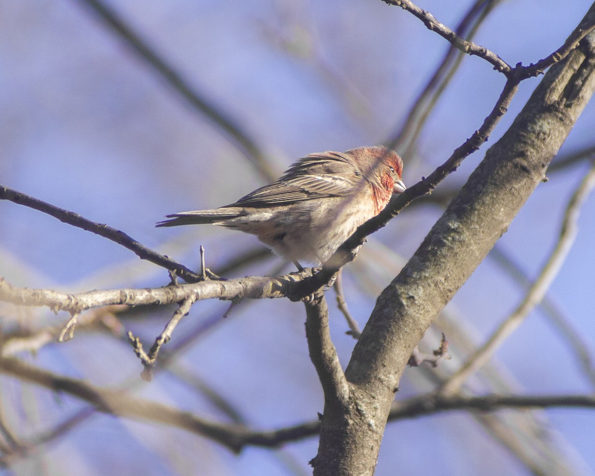 House Finch - ML646793645