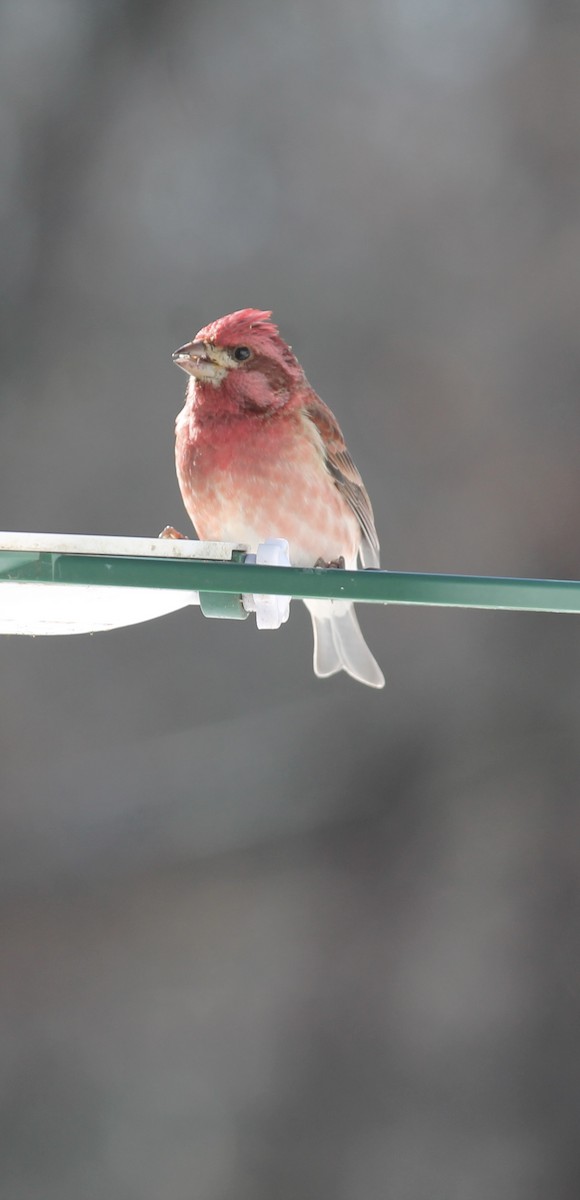 Purple Finch - ML646793646