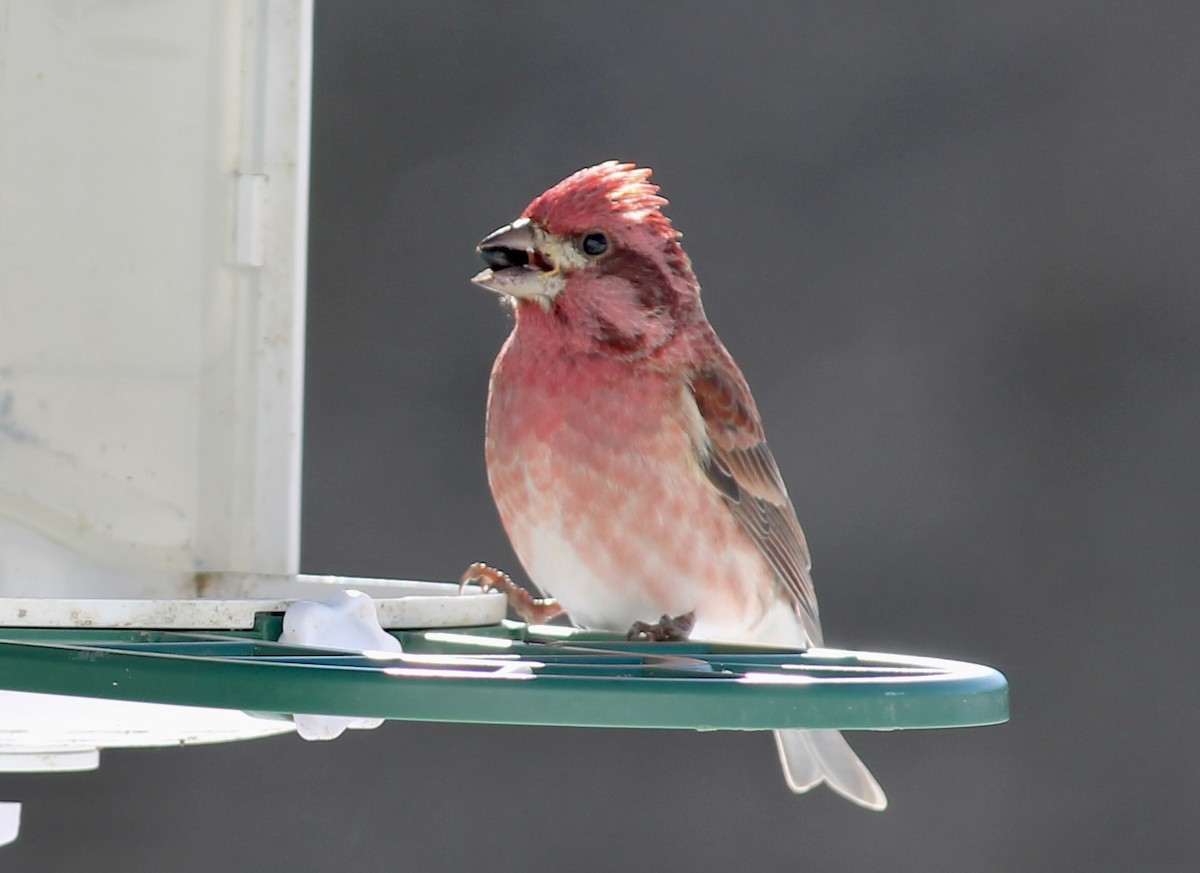 Purple Finch - ML646793647