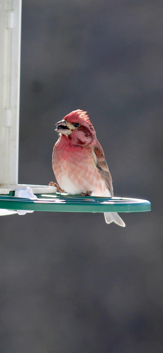 Purple Finch - ML646793648