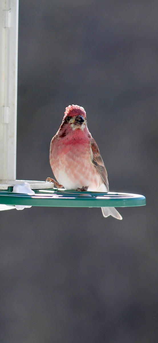 Purple Finch - ML646793649