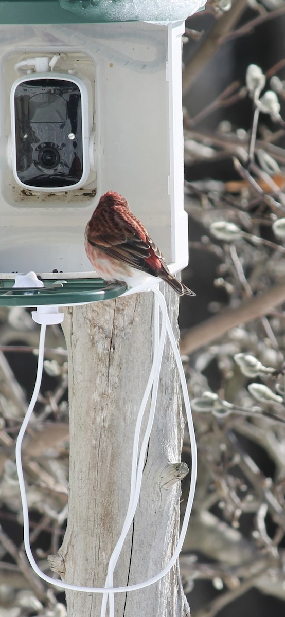 Purple Finch - ML646793650