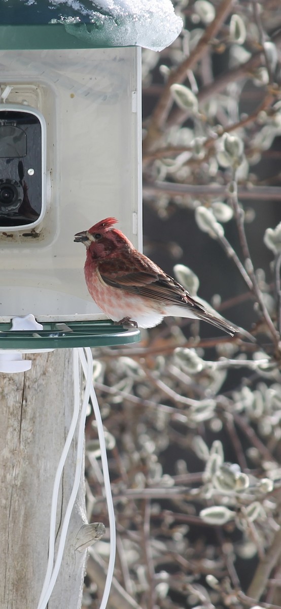 Purple Finch - ML646793651