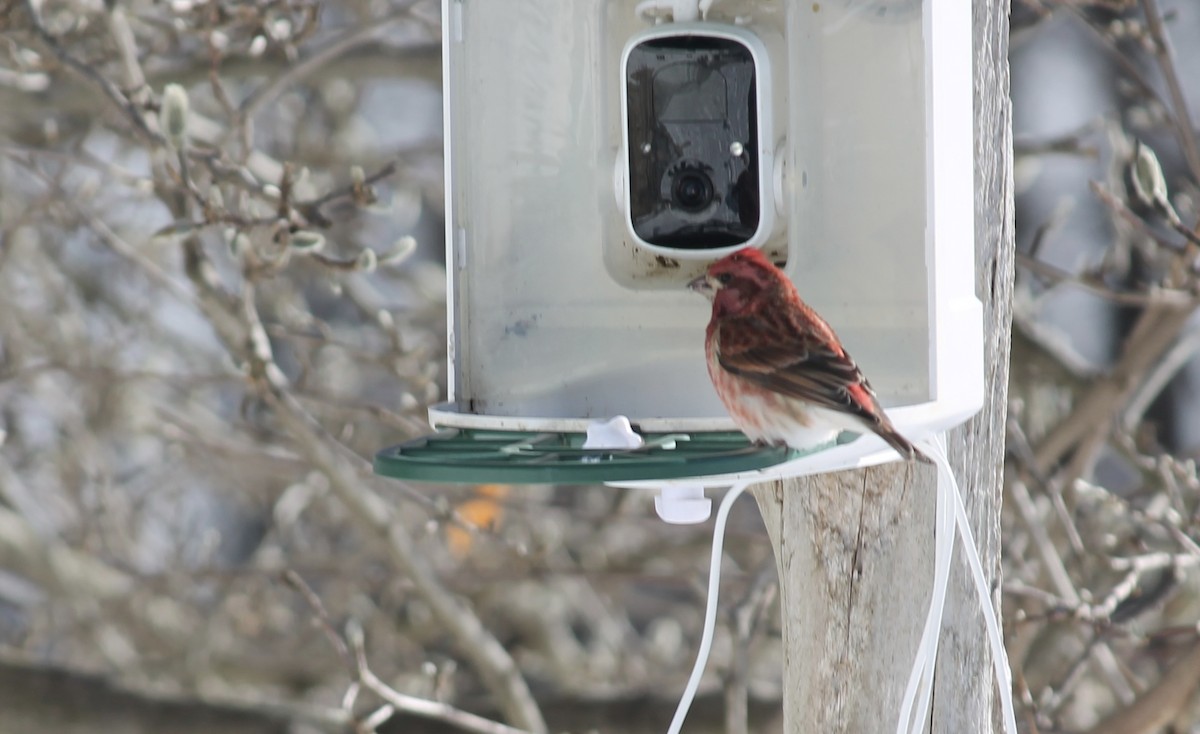 Purple Finch - ML646793652