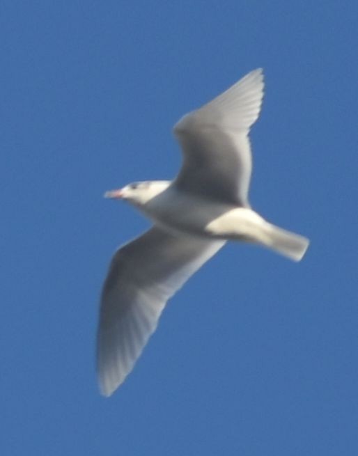 Mediterranean Gull - ML646793653