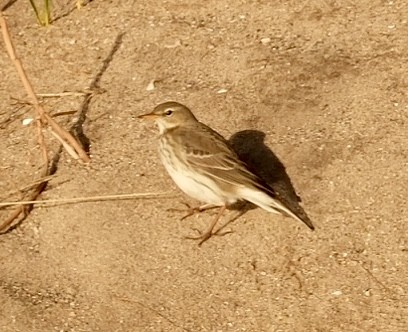 Щеврик гірський - ML646793654