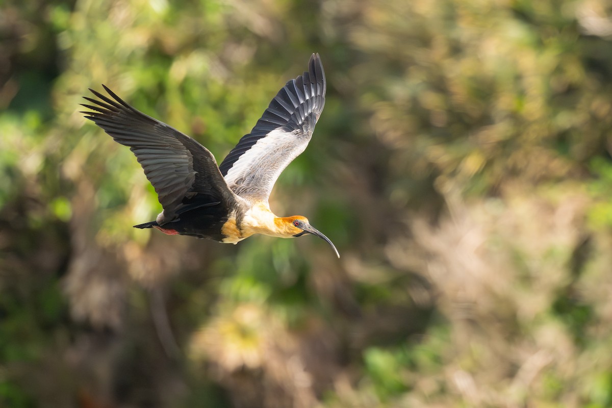 Bandurria Austral - ML646793655