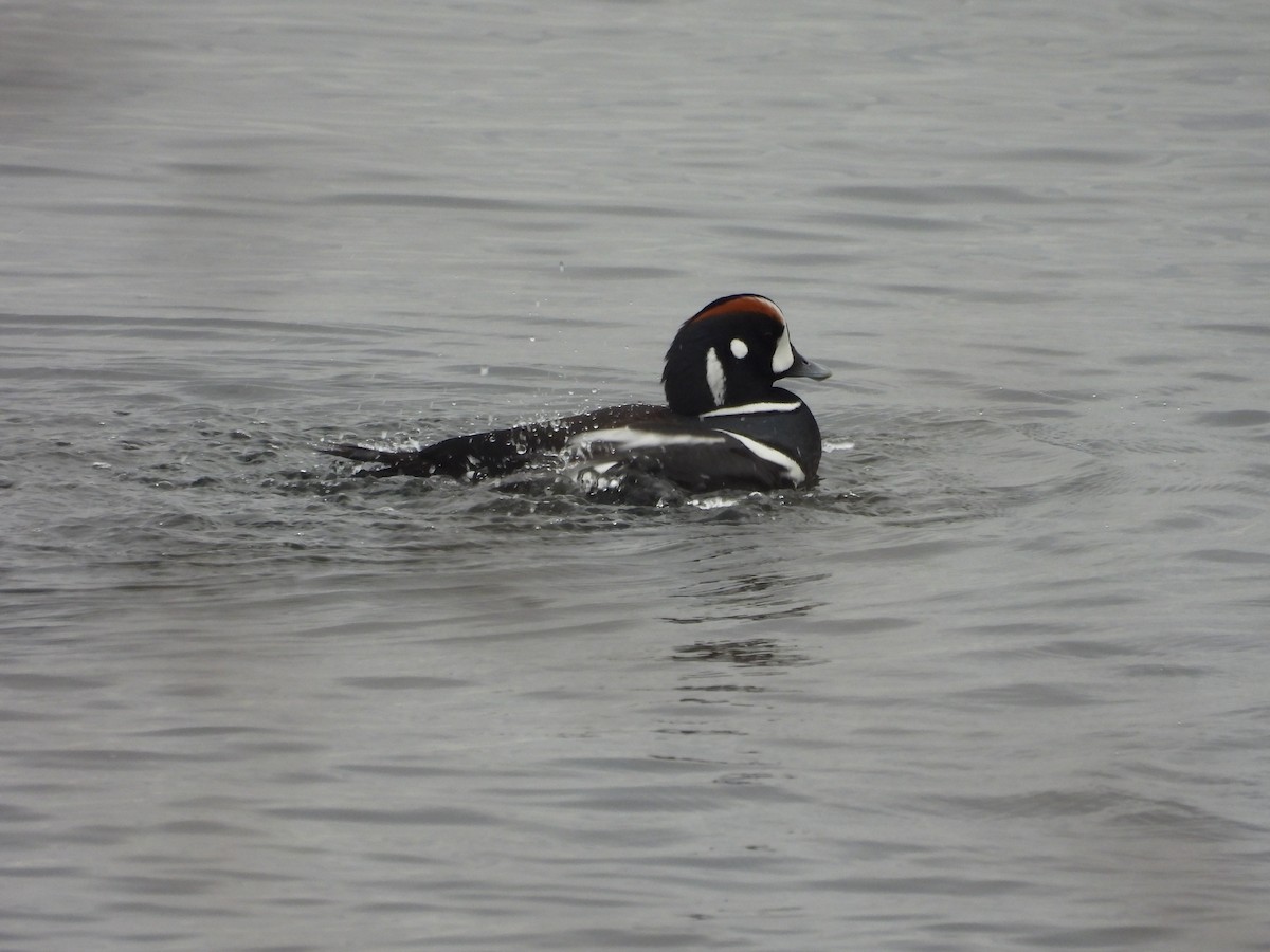 Ahate arlekina - ML646793656