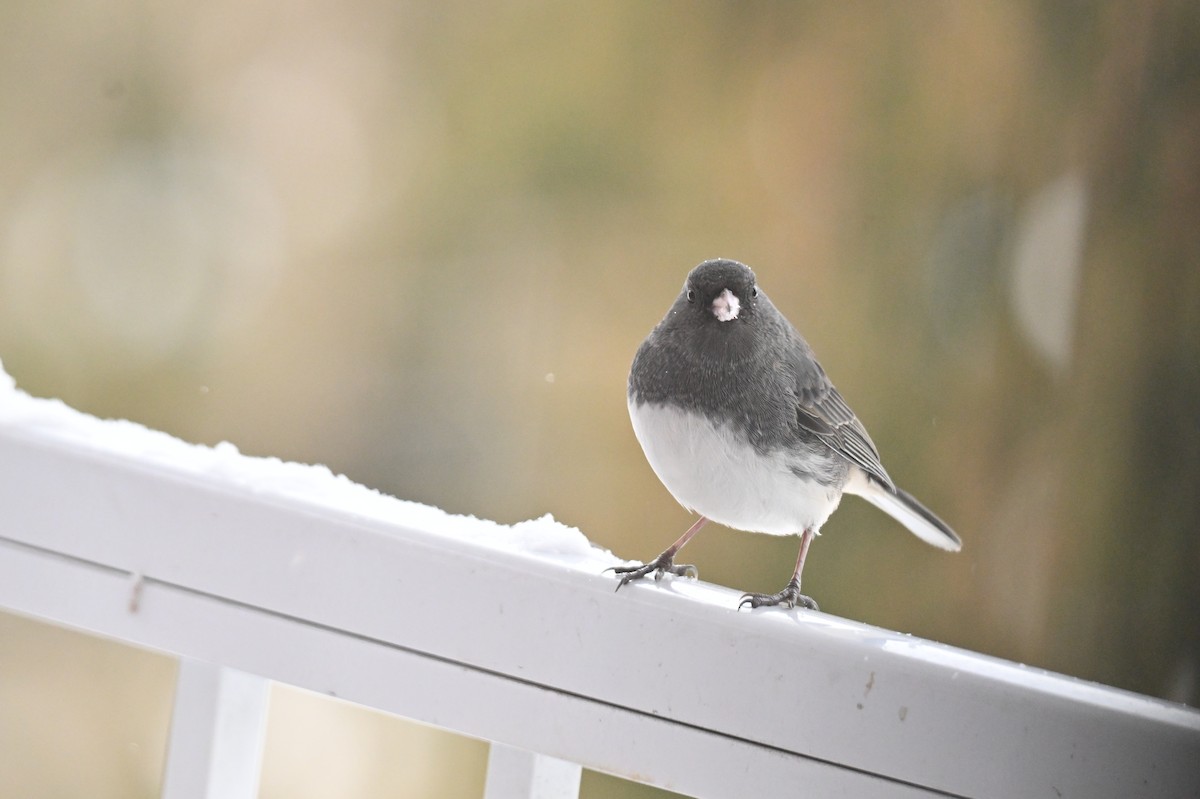 Dark-eyed Junco - ML646793657