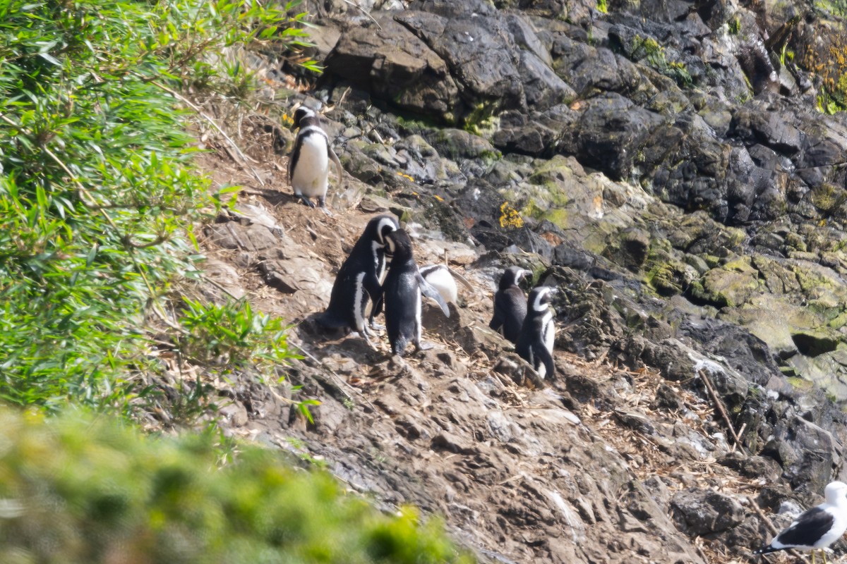 Magellanpinguin - ML646793658