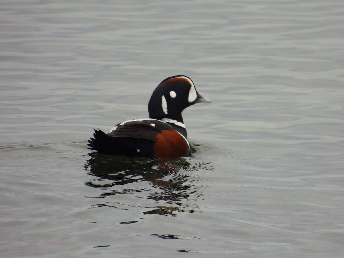 Ahate arlekina - ML646793660