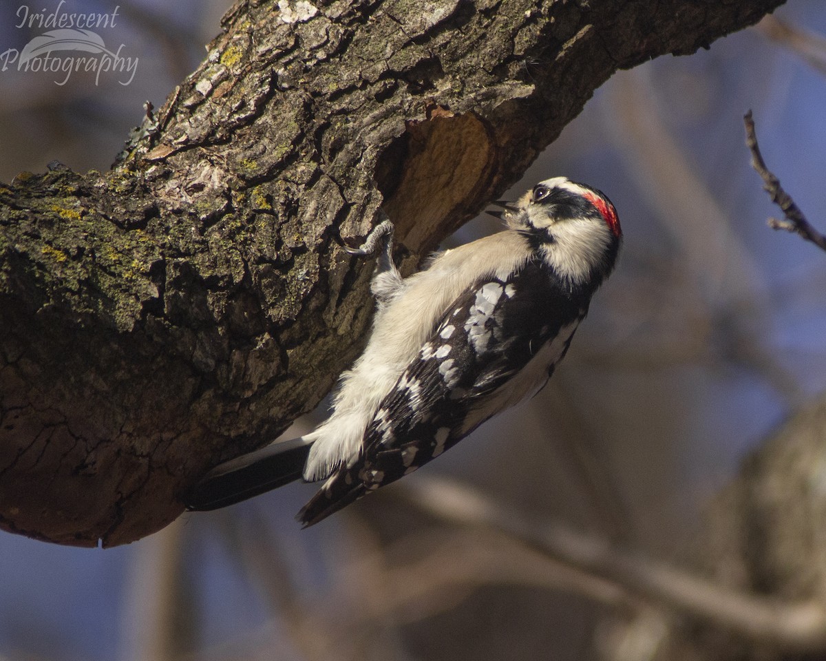 Downy Woodpecker - ML646793661
