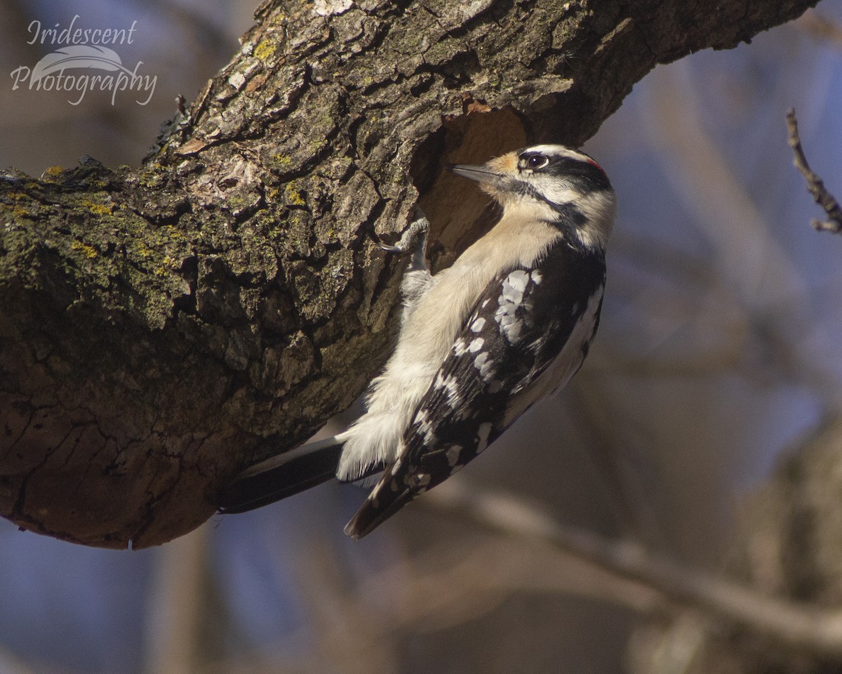 Downy Woodpecker - ML646793662