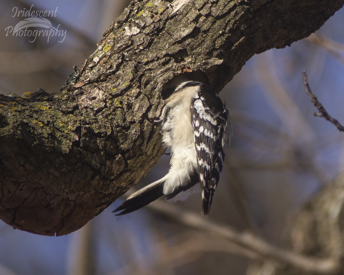 Downy Woodpecker - ML646793663