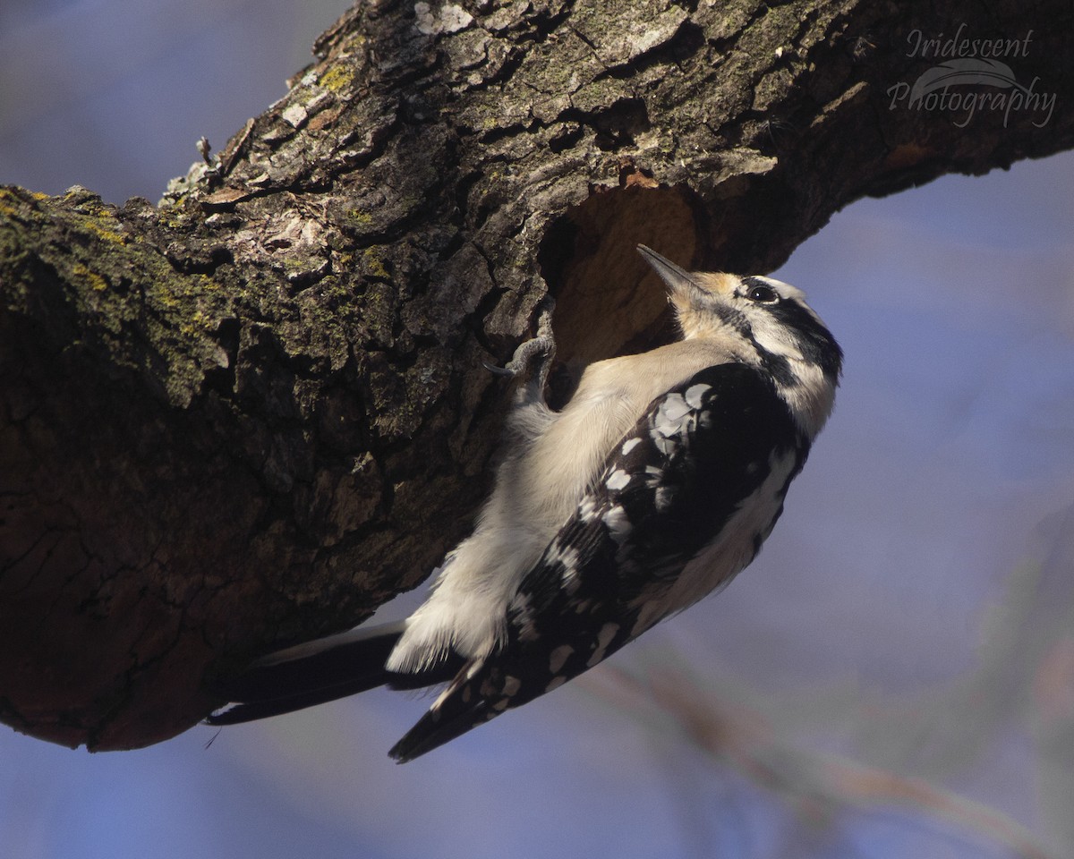 Downy Woodpecker - ML646793664
