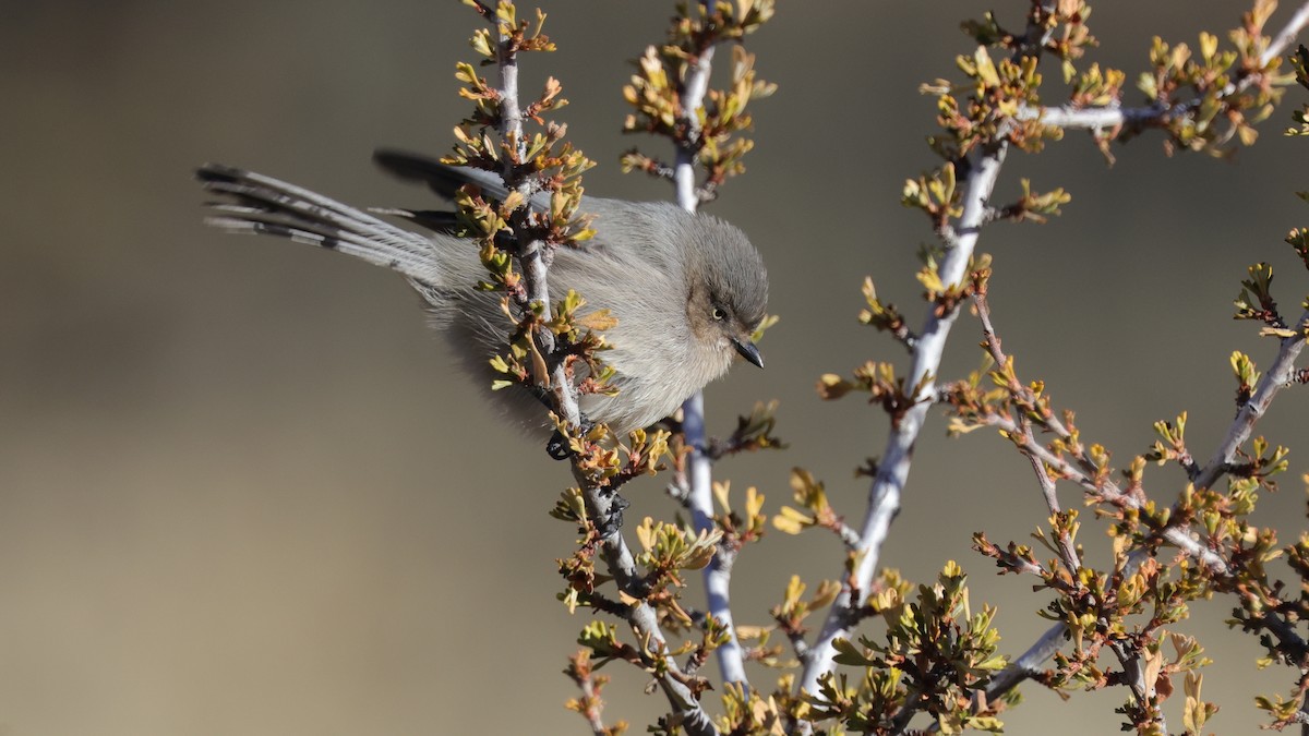 Mito Sastrecillo - ML646793669