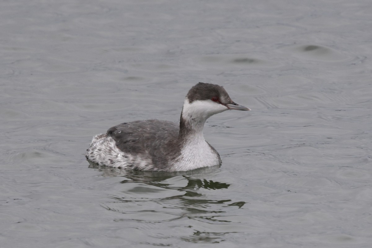Horned Grebe - ML646793670