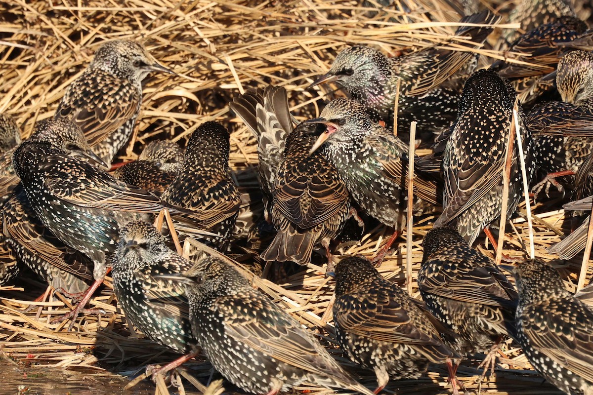 歐洲椋鳥 - ML646793671