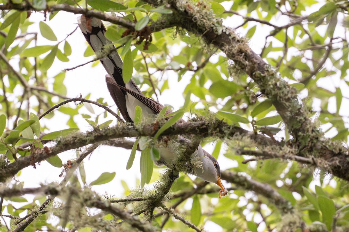 Coulicou à bec jaune - ML646793672