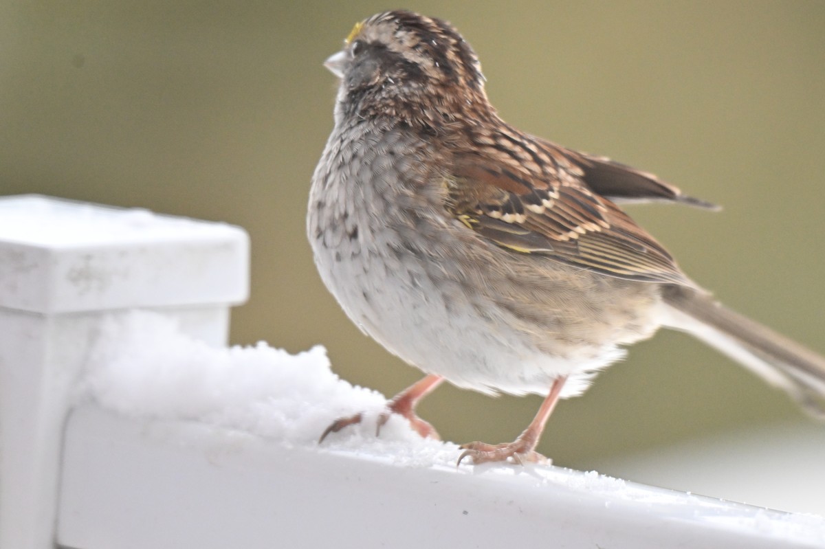 White-throated Sparrow - ML646793673