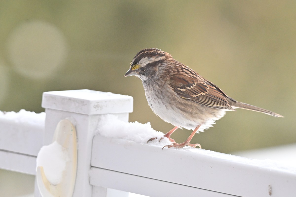 White-throated Sparrow - ML646793674