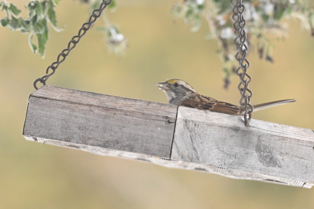 White-throated Sparrow - ML646793675