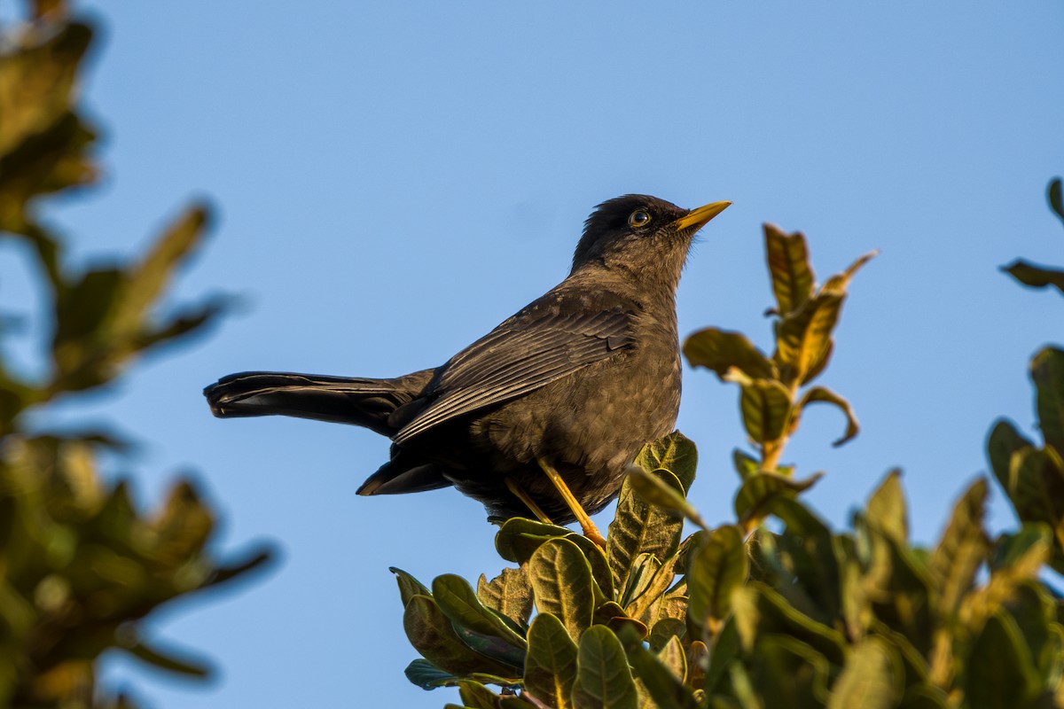 Sooty Thrush - ML646793685