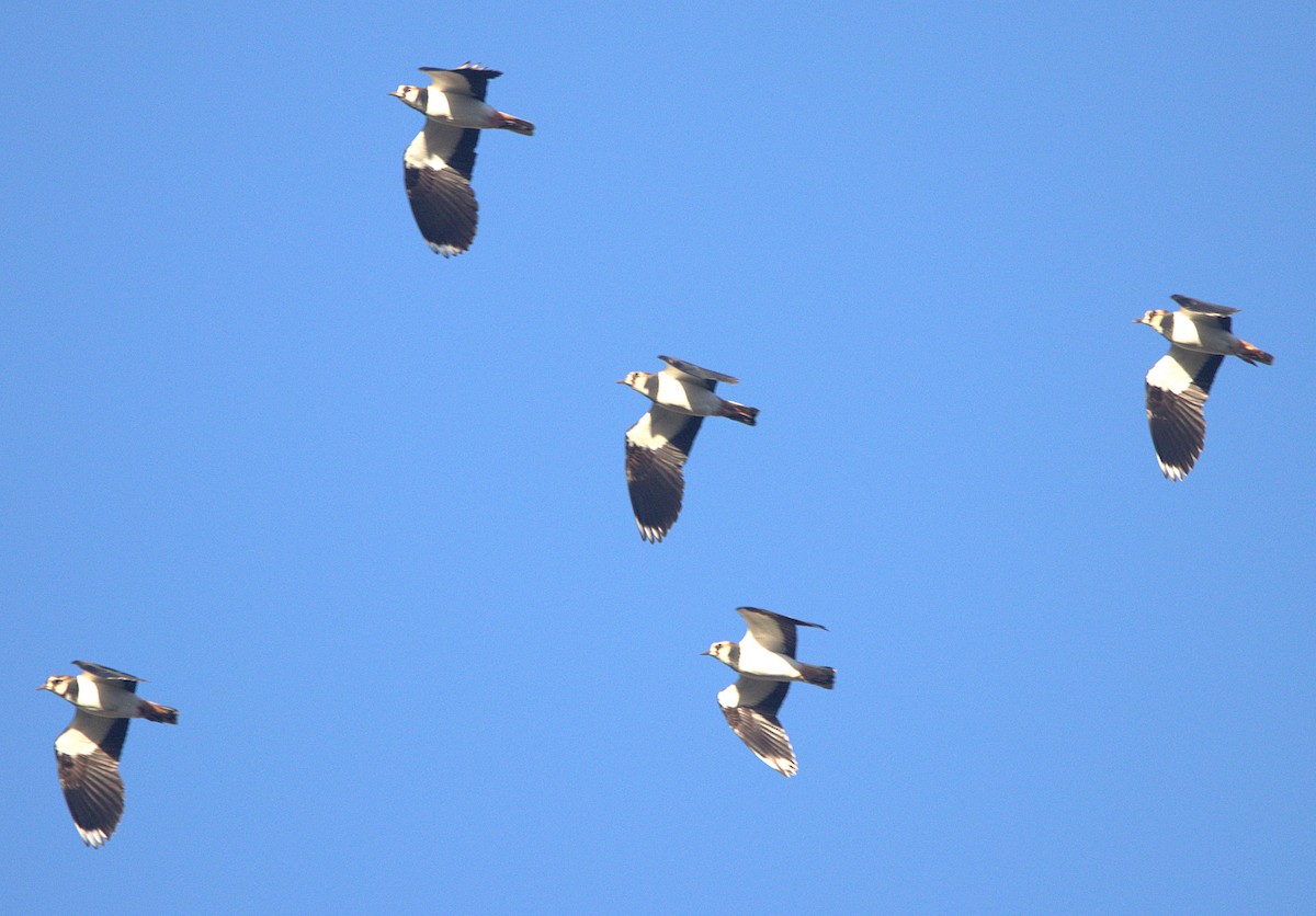 Northern Lapwing - ML646793687