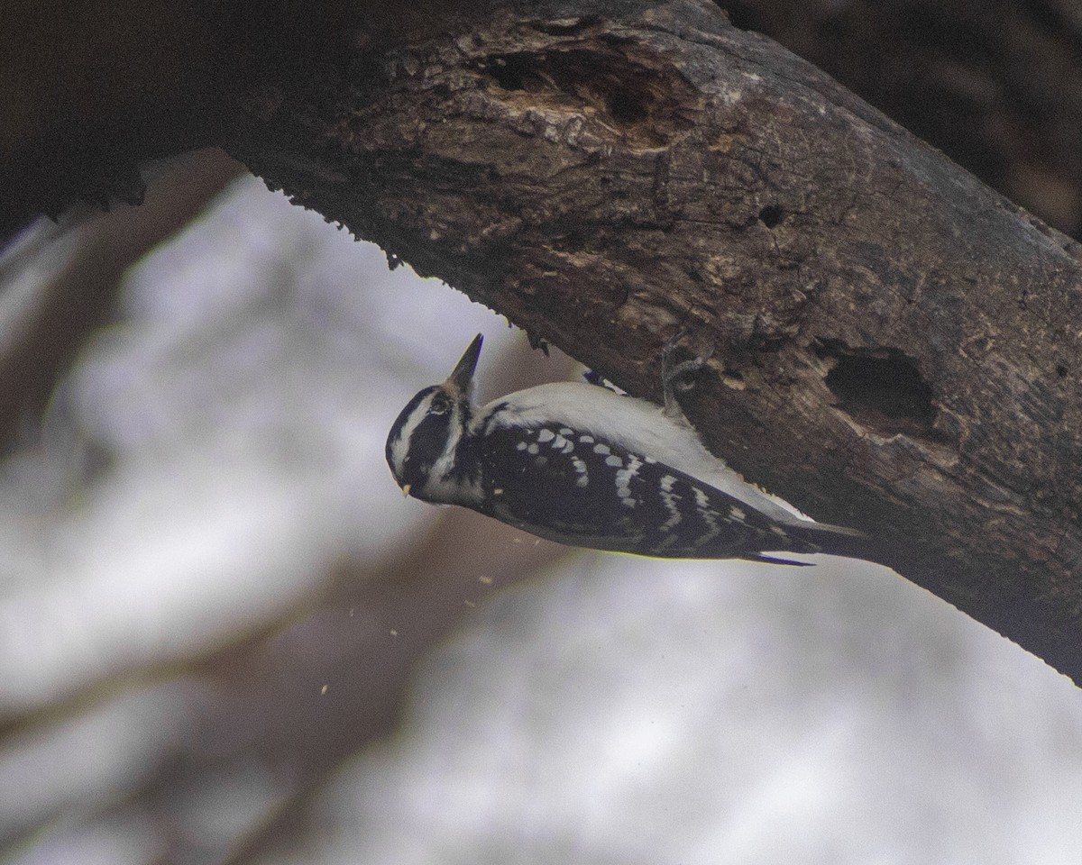 Downy Woodpecker - ML646793690