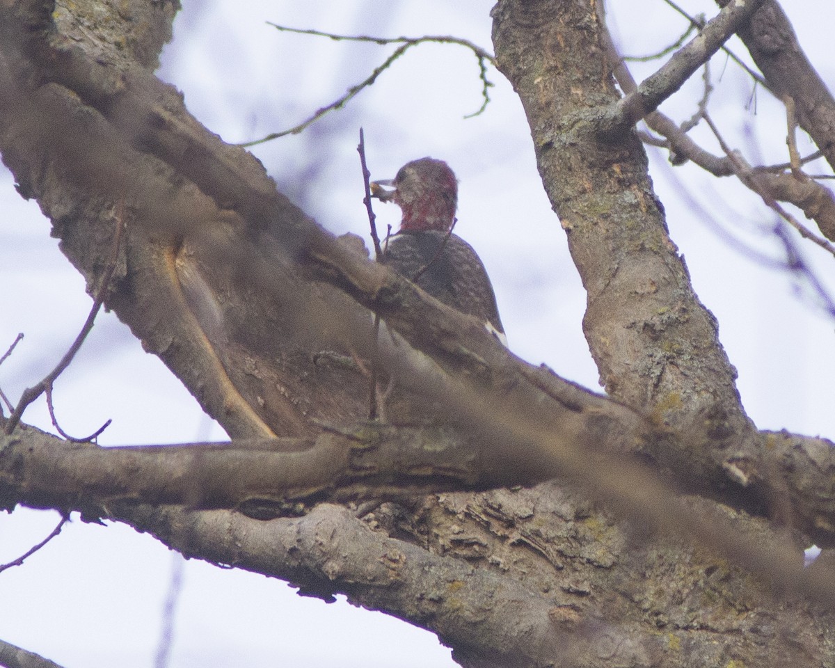 Red-headed Woodpecker - ML646793693